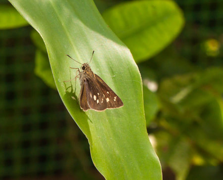 Close up brown Skipper Butterfly on green leafの写真素材