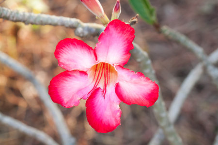 Close up of Red adenium obesum in the gardenの写真素材