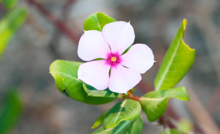 Close up Pink Madagascar Periwinkle in the gardenの写真素材