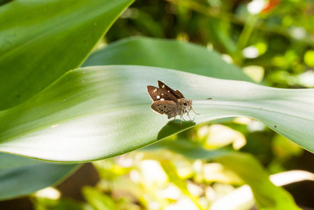 Macro of Clouded Skipper Butterfly on the green leafの写真素材