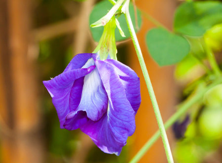 Butterfly Pea flower in the gardenの写真素材