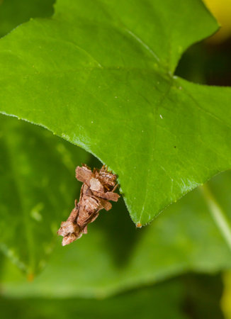 Close up Leaf Case Moth on green leafの写真素材