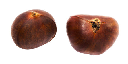 Fresh two chestnut on white backgroundの写真素材