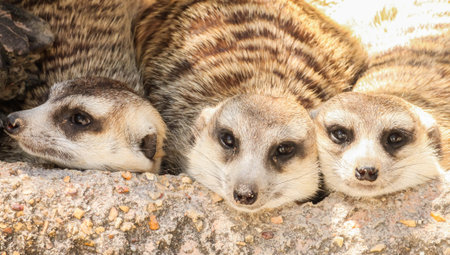 Close up three meerkat sleeping on the stoneの写真素材