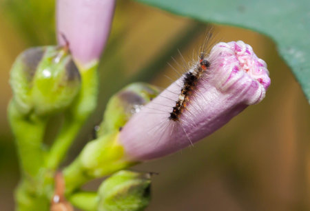 Close up of little caterpillar on the pink flower