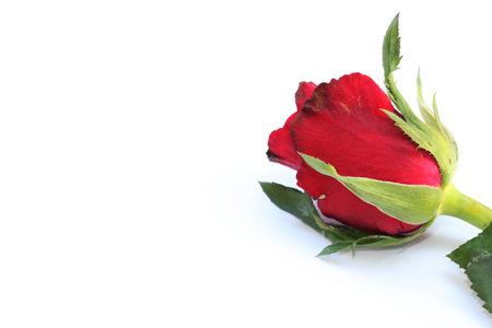 Single Valentine rose Background  with free space for textの写真素材