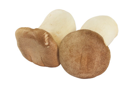 Pleurotus Eryngii or King oyster mushroom on white backgroundの写真素材