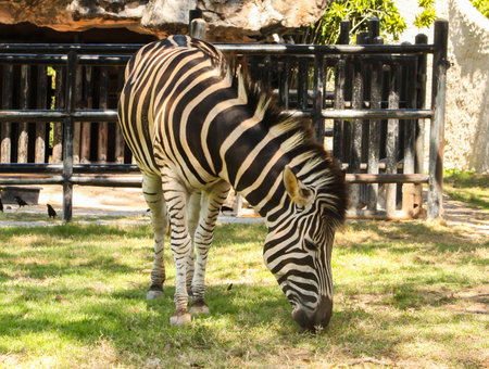 Single zebra portrait in the zoo thailandの写真素材