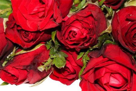 Group of red rose with green leaf on white Backgroundの写真素材