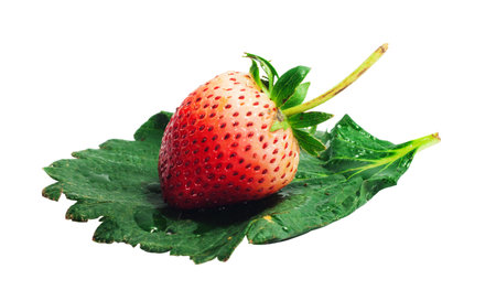 Fresh Single Red Strawberry on strawberry leafの写真素材
