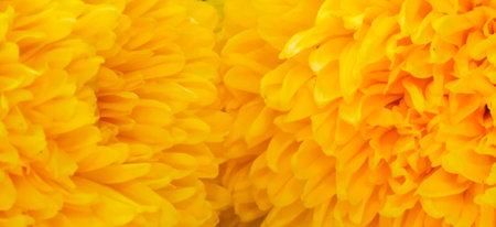 Macro Two Yellow Marigold backgroundの写真素材