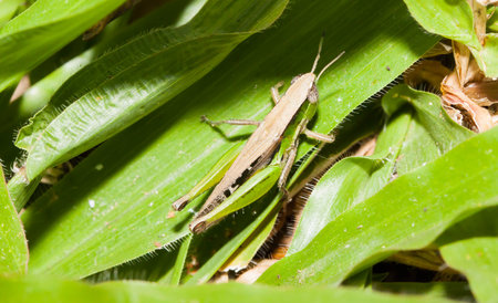 Macro of Green Grasshopper on green grassの写真素材