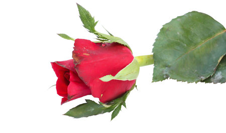 Single red rose on white backgroundの写真素材