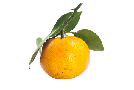 Single thai orange fruit with green leafの写真素材
