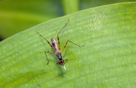 Close up long-legged flies on green leaf