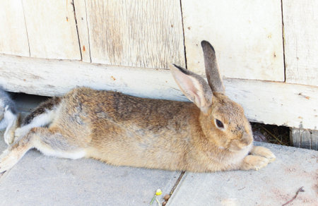 Close up Cute brown rabbit sleeping on the concrete