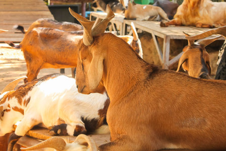 Brown domestic goat (Capra aegagrus hircus) sitting on the tableの写真素材