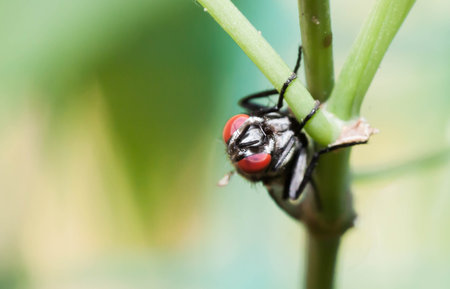 Close up Little Housefly on green leafの写真素材