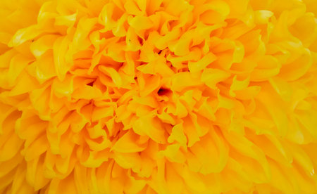 Background of Yellow Marigold textureの写真素材