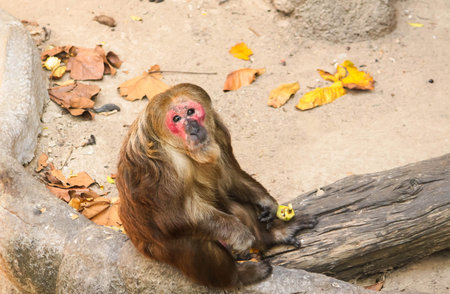 Close up of brown Monkey long hair