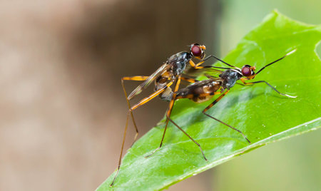 Close up long-legged flies breeding on green leafの写真素材