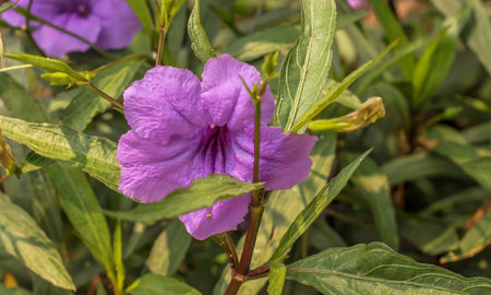 Single of fresh purple ruellias flower in the gardenの写真素材