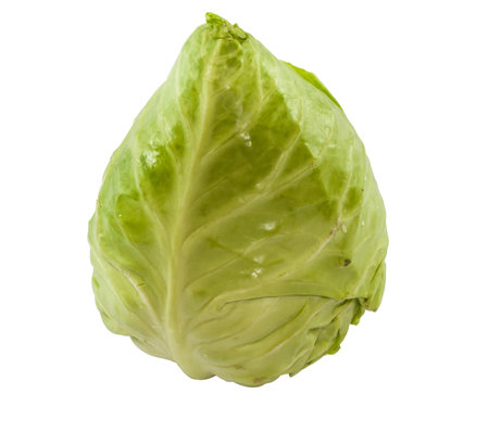 Green heart cabbage on white backgroundの写真素材