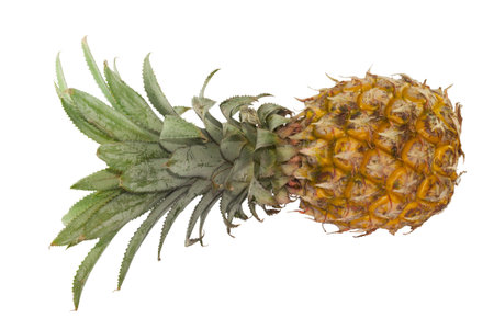 Single yellow Ripe Pineapple on white backgroupの写真素材