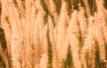 closeup of yellow tropical grass sunset backgroundの写真素材
