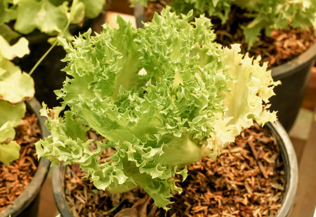 Single fresh organic lettuce vegetables in the gardenの写真素材