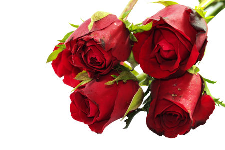 Close up of Valentine rose on white Backgroundの写真素材