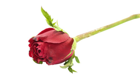 Close up Single Valentine rose on white backgroundの写真素材