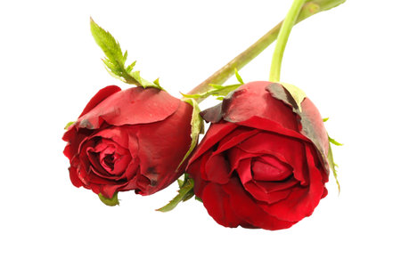 Close up Two Valentine rose on white backgroundの写真素材