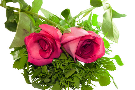 Closeup Beautiful two pink rose and green grass,Valentines Day backgroundの写真素材