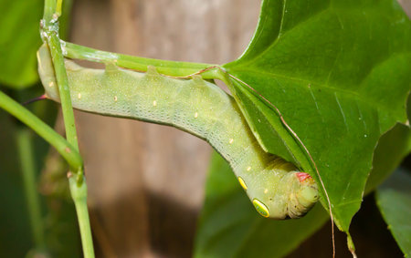 Caterpillar or Big green worm on the green leafの写真素材