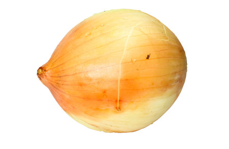 Closeup Single Fresh onion  isolated on white backgroundの写真素材