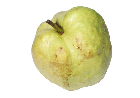 Closeup of light green Guava fruit on white backgroundの写真素材