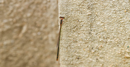 Close up of Dragonfly rest on brown cement wall