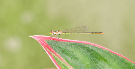 Close up of Dragonfly rest on red and green leafの写真素材