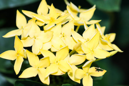 Macro of Yellow Ixora or Rubiaceae flowers in the gardenの写真素材