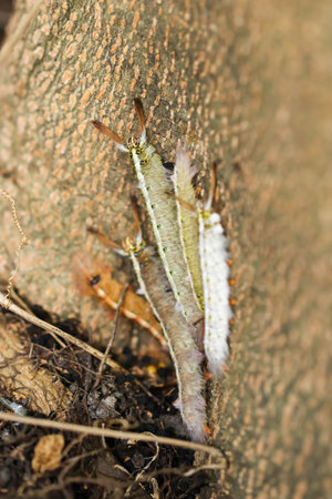 Close up of Colorful group worm under the treeの写真素材