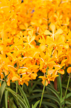 Close up of Orange orchid flowers with green leafの写真素材