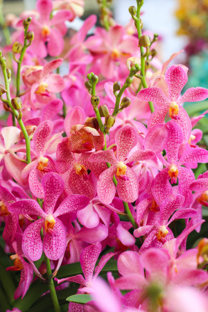 Closeup Group of Pink orchid flowers with green leafの写真素材