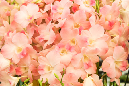 Closeup Light Pink orchid flowers with green leaf Backgroundの写真素材