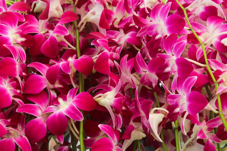 Closeup Pink and Purple orchid flowers with green leaf Backgroundの写真素材