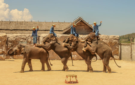 Editorial-4th Show group elephant on the floor in the zoo ,Thailandのeditorial素材