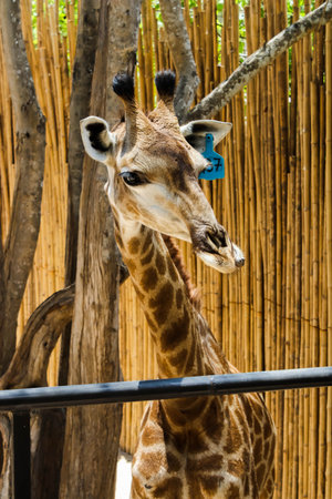 Macro Brown Giraffe in the zoo,Thailandの写真素材
