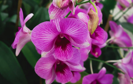 Big pink orchid flowers with green leaf in the gardenの写真素材