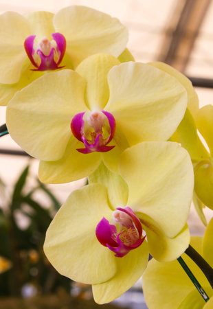 Big Yellow and Pink orchid flowers with green leaf Backgroundの写真素材