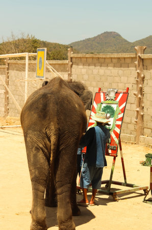 Editorial-Show elephant drawing tree  on the floor in the zoo ,Thailandのeditorial素材